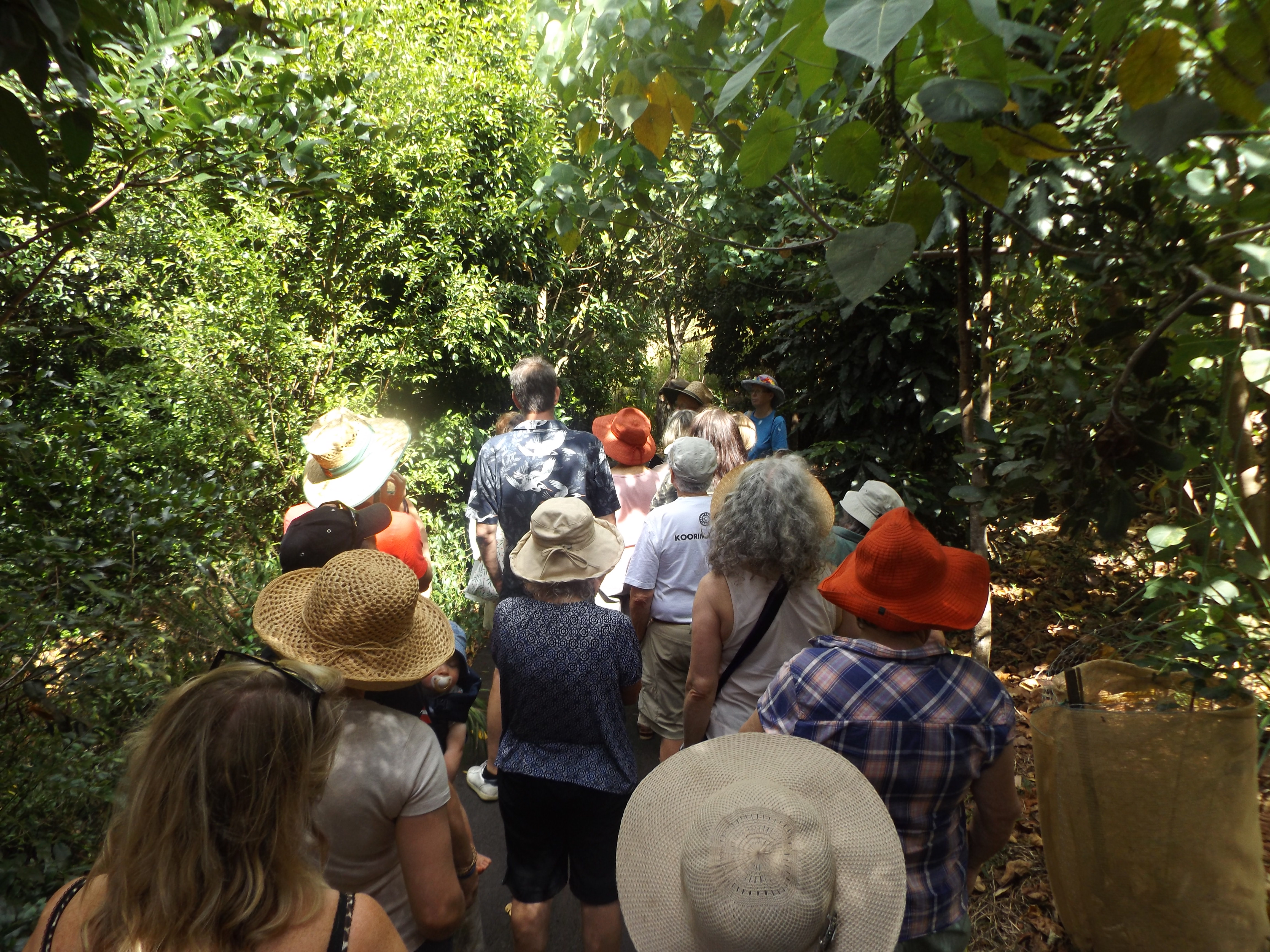 Lismore Rainforest Botanic Garden Useful Plants Guided Walk