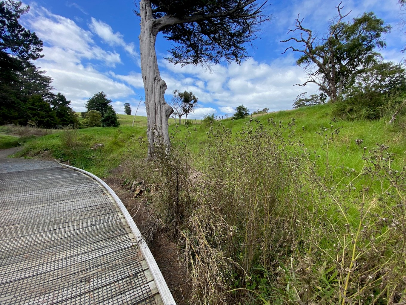Te Whau Walkway Community Planting Day