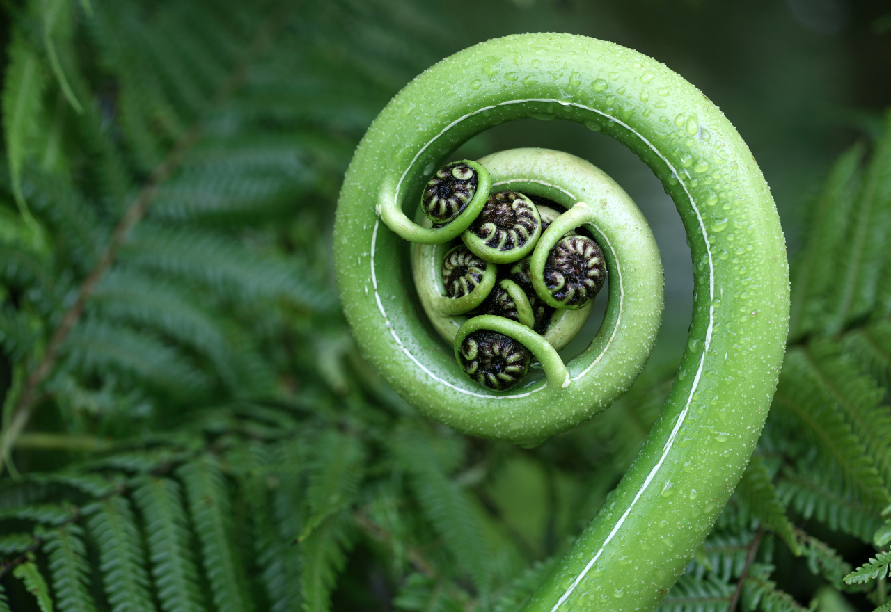 Te Reo Māori me ōna tikanga Māori