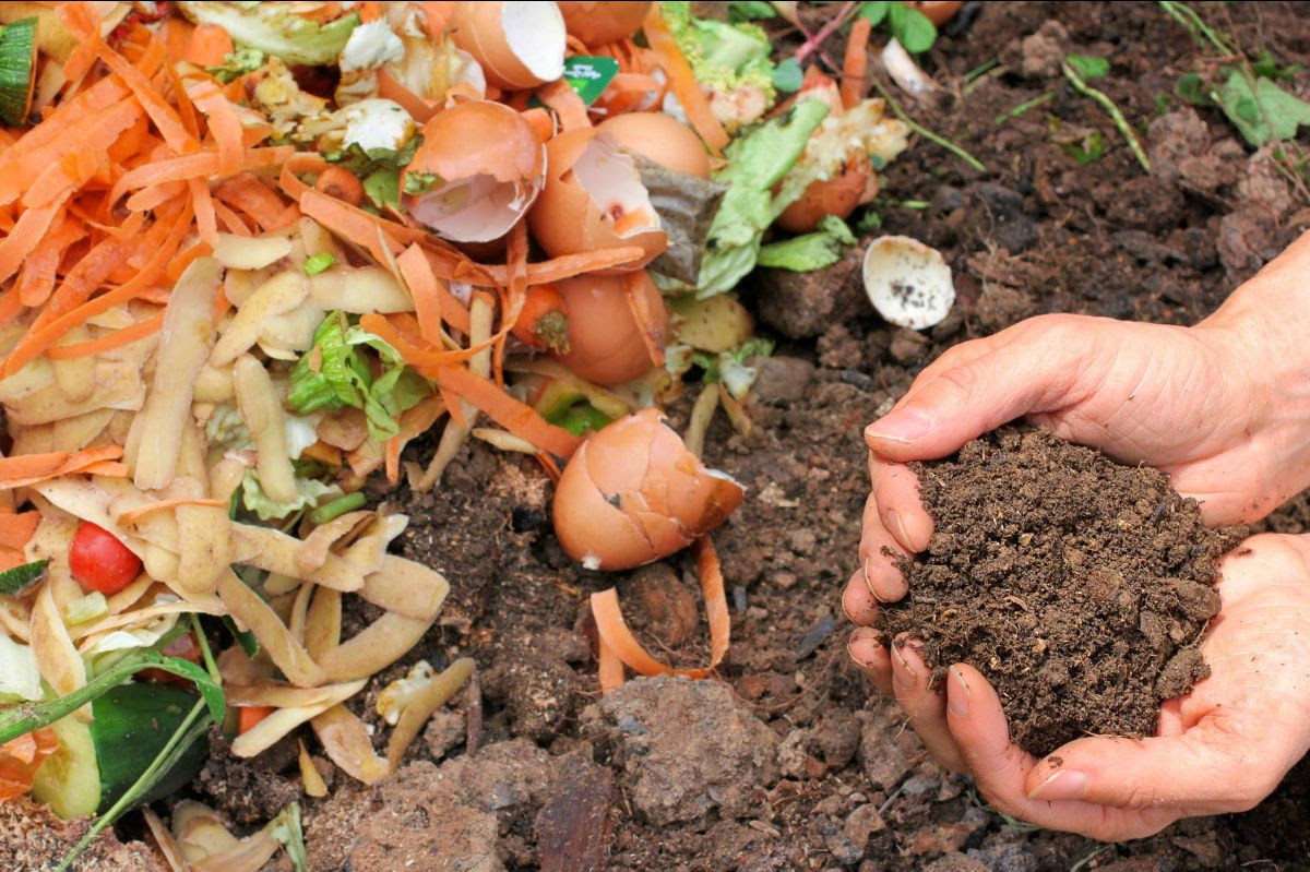 Free – Pest Free Composting DIY Workshop – Matakana
