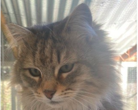 Scuffy Fluffy