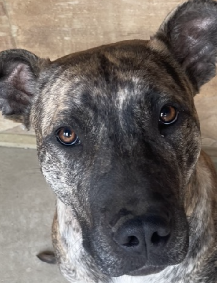 Ralph 6-8 mth old male 