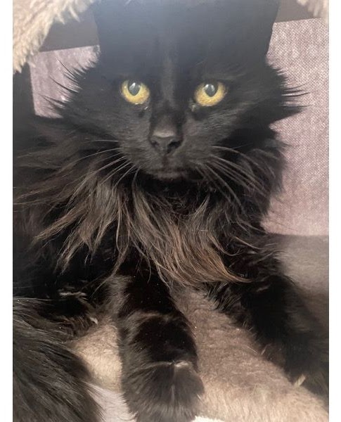 Coco