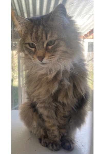 Scuffy Fluffy