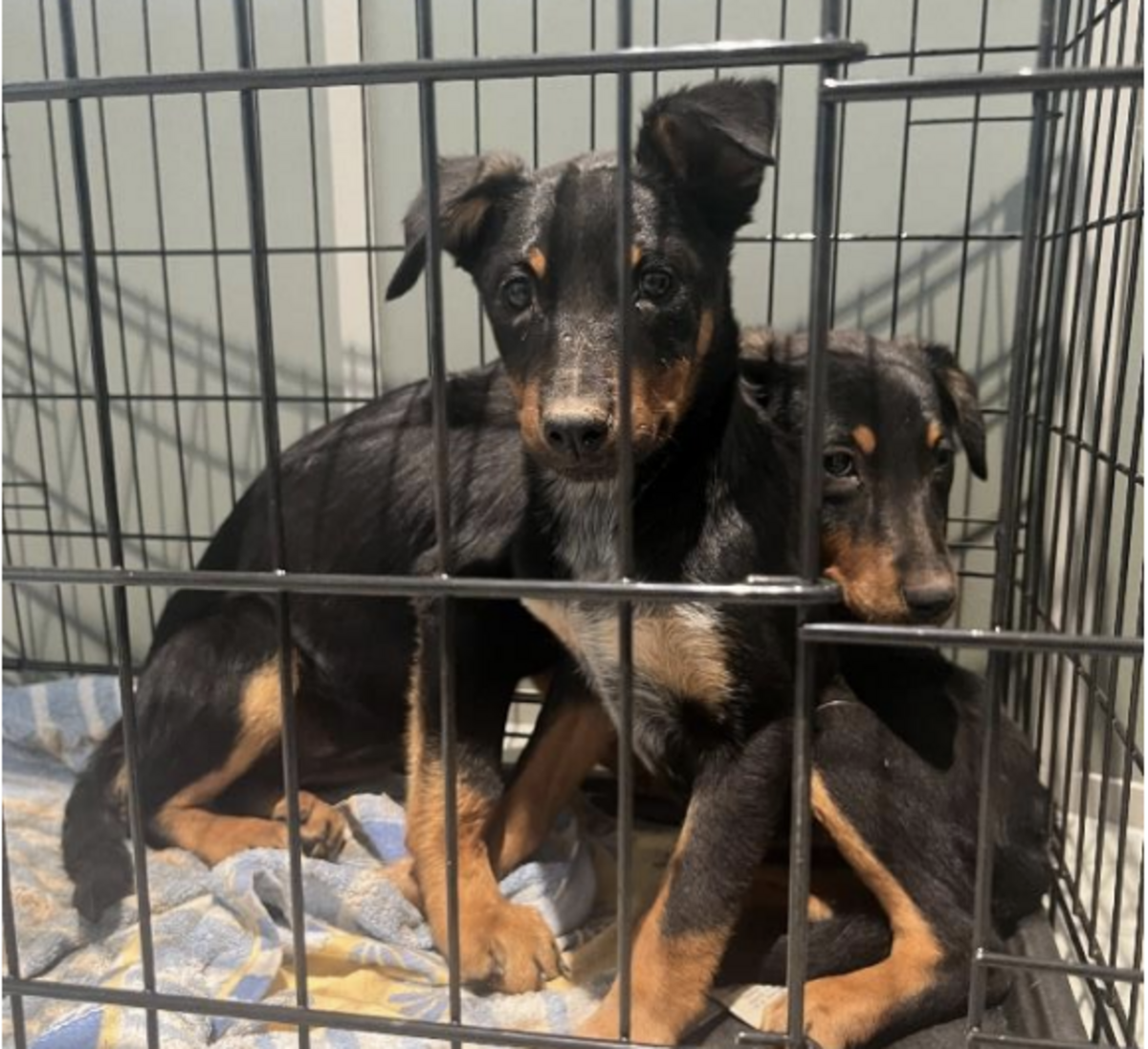 Summer brings surge in animal rescues
