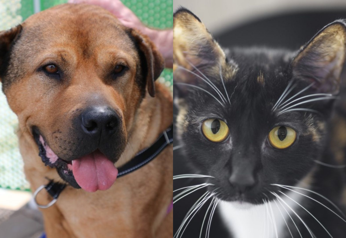 Meet the RSPCA Pets of the Week: Joe and Princess Leia