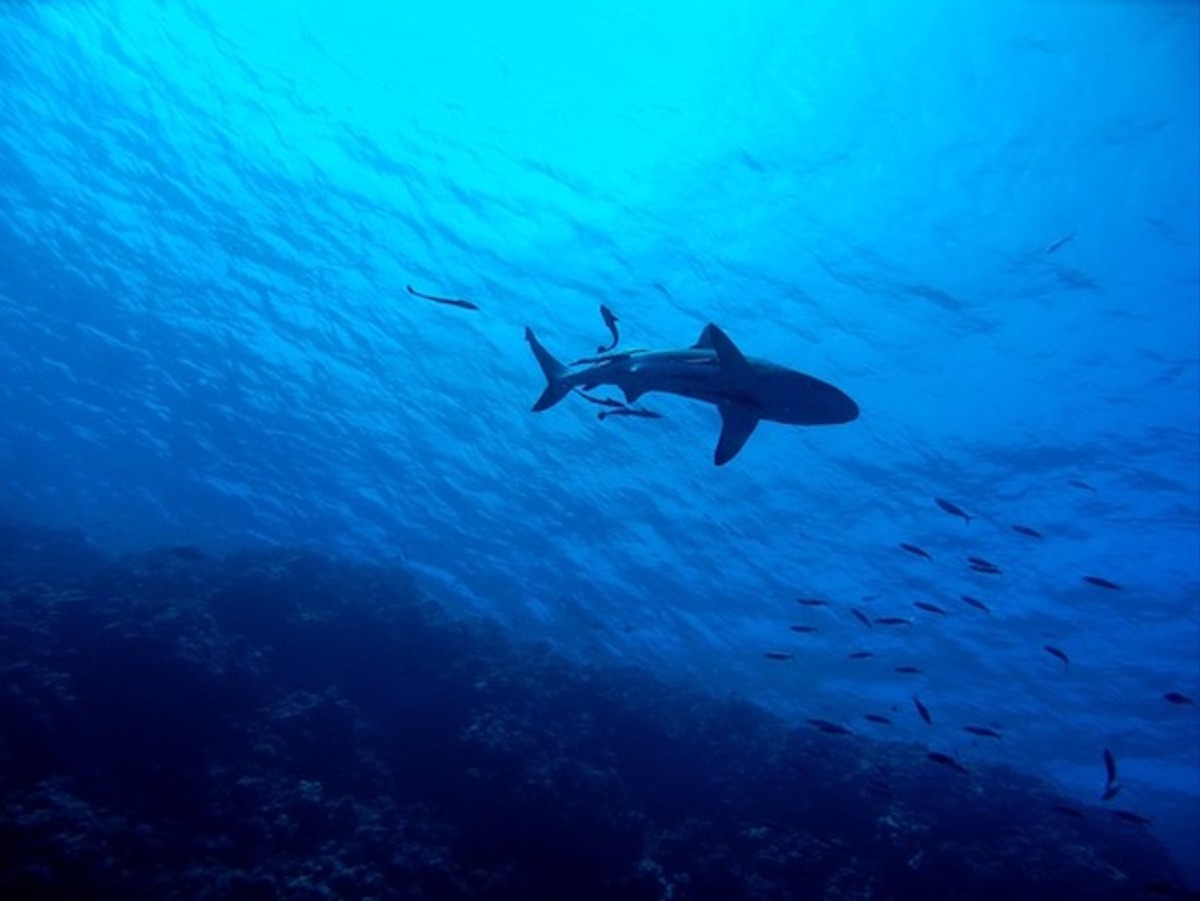 New protections for sharks and rays 