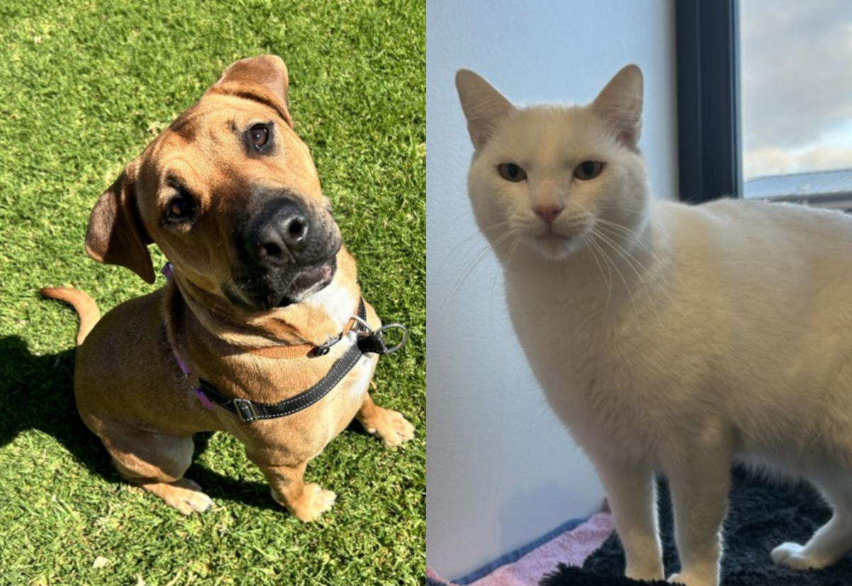 Meet the RSPCA Pets of the Week: Lexi and Bentley