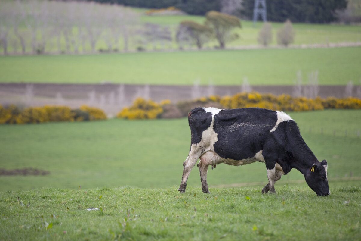Southland’s nitrogen reporting in the spotlight