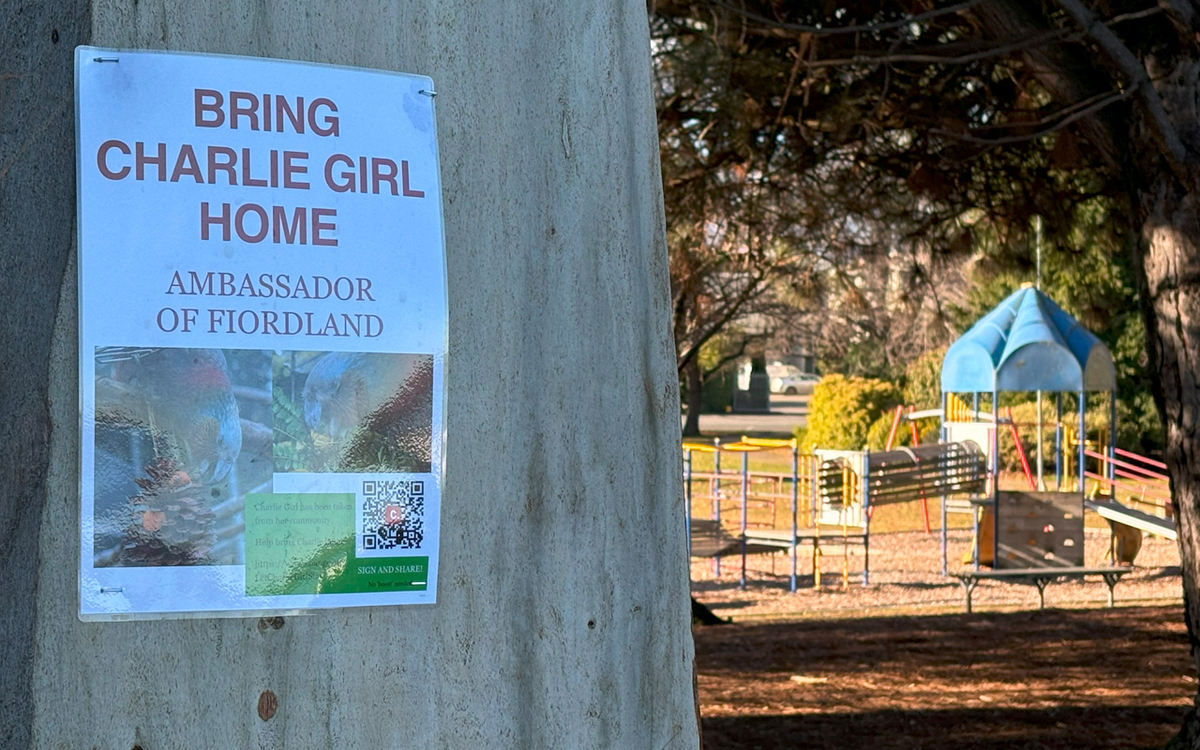 Te Anau kākā 'Charile Girl' to remain in Dunedin