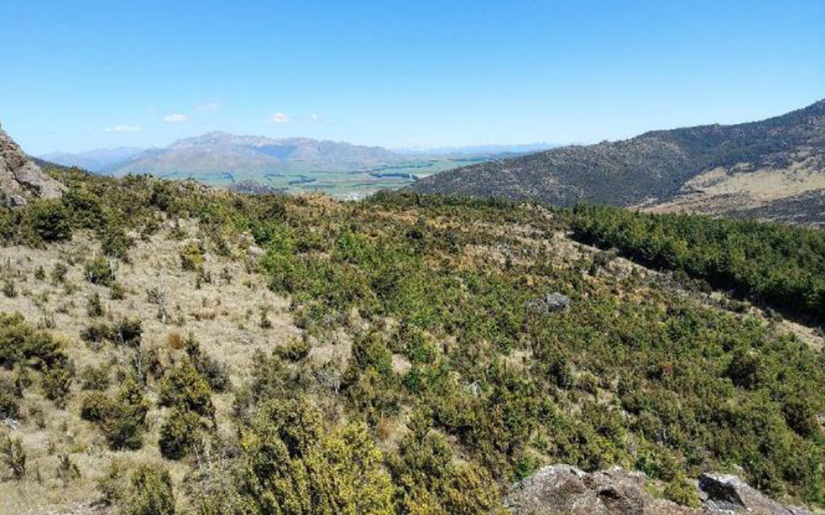 Shelterbelts for the chop as wilding pines battle continues
