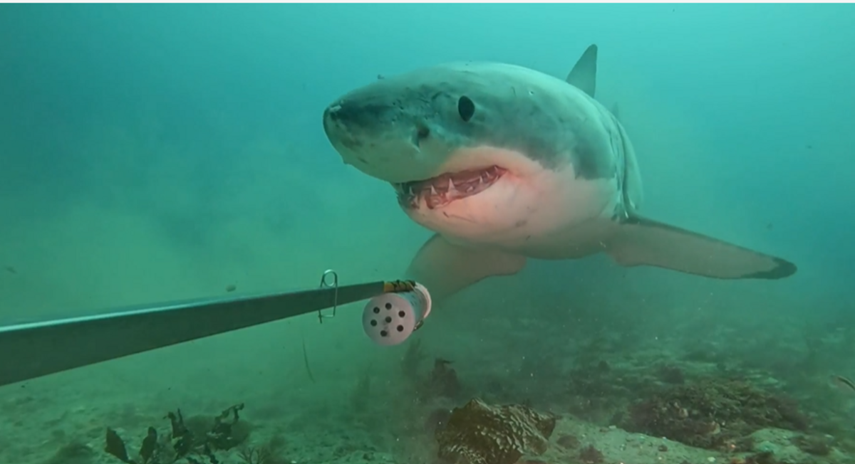 Great White shark makes appearance in Fiordland