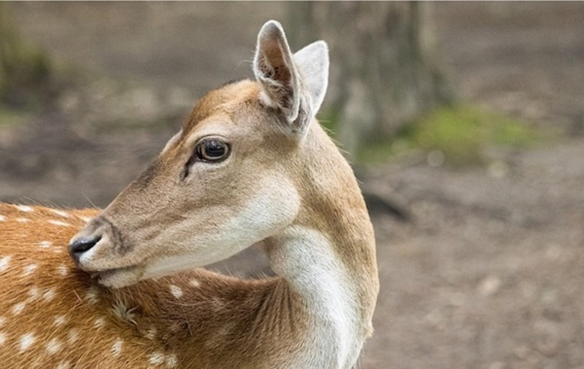 Footage highlights feral deer issue