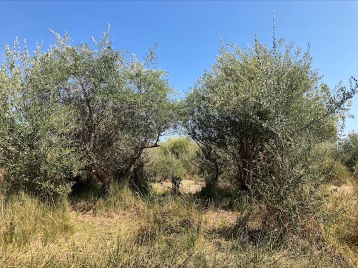 National effort on feral olives led locally