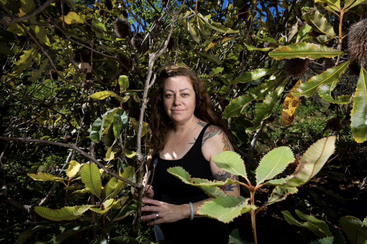 Could bush medicine in Medicare spell better health for First Peoples?