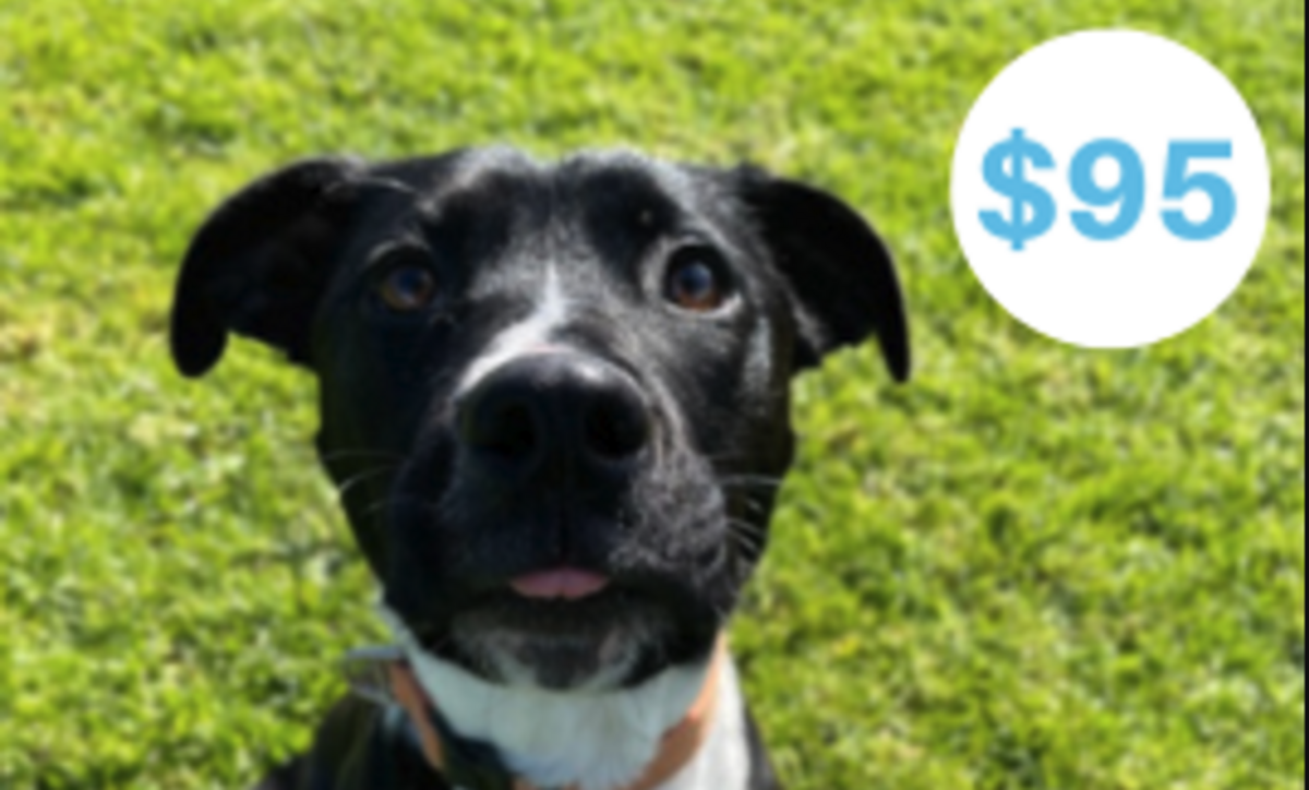 Pet of the week: Meet Maggie