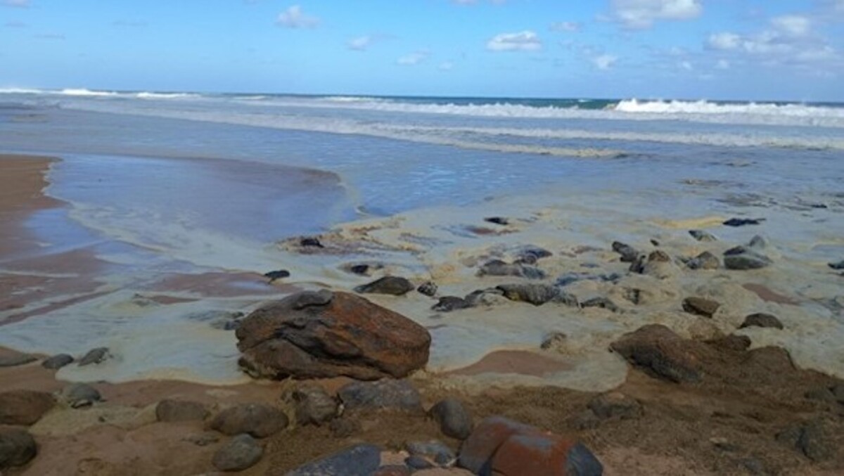 Microalgae bloom continues to affect coast