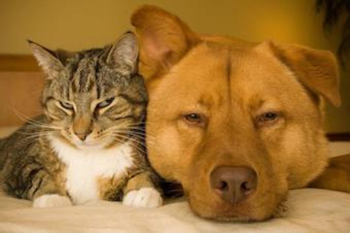 Time to update pet information 