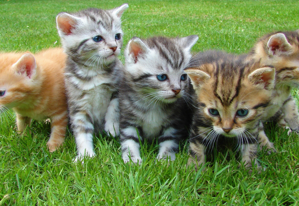 Pets of the week: Meet Cuddles & Ollie