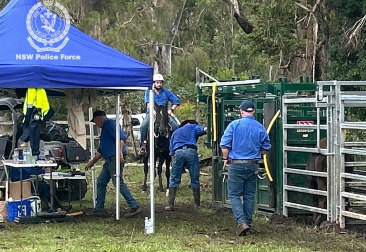 Former employee charged with stealing wagyu cattle, semen and embryos at Grafton