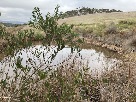 Giving threatened fish a fighting chance