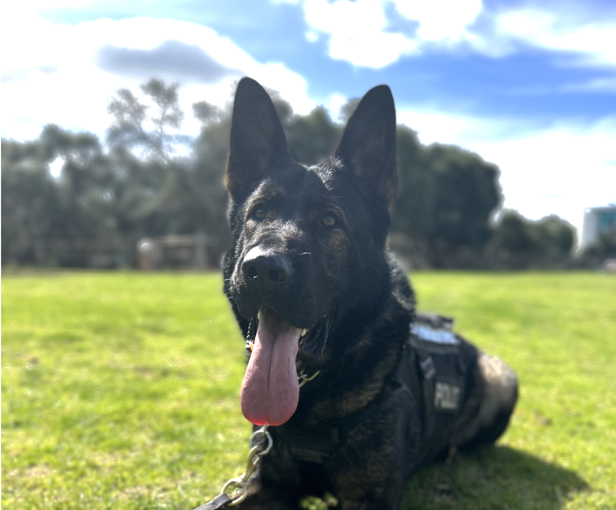 Suspect sniffed out in arrest