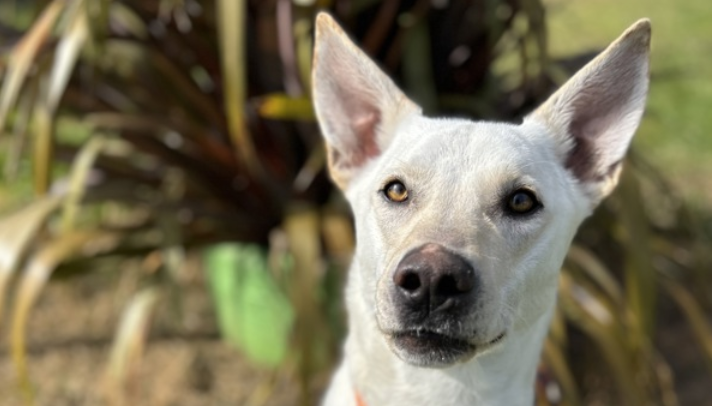 Zero to Hero: This affectionate pup could be your perfect match