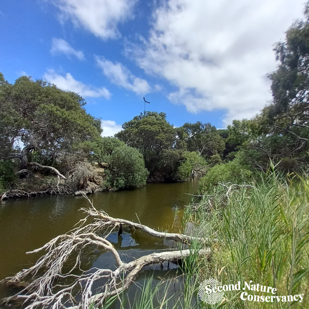 New Project to Restore Healthy Urban Waterways 