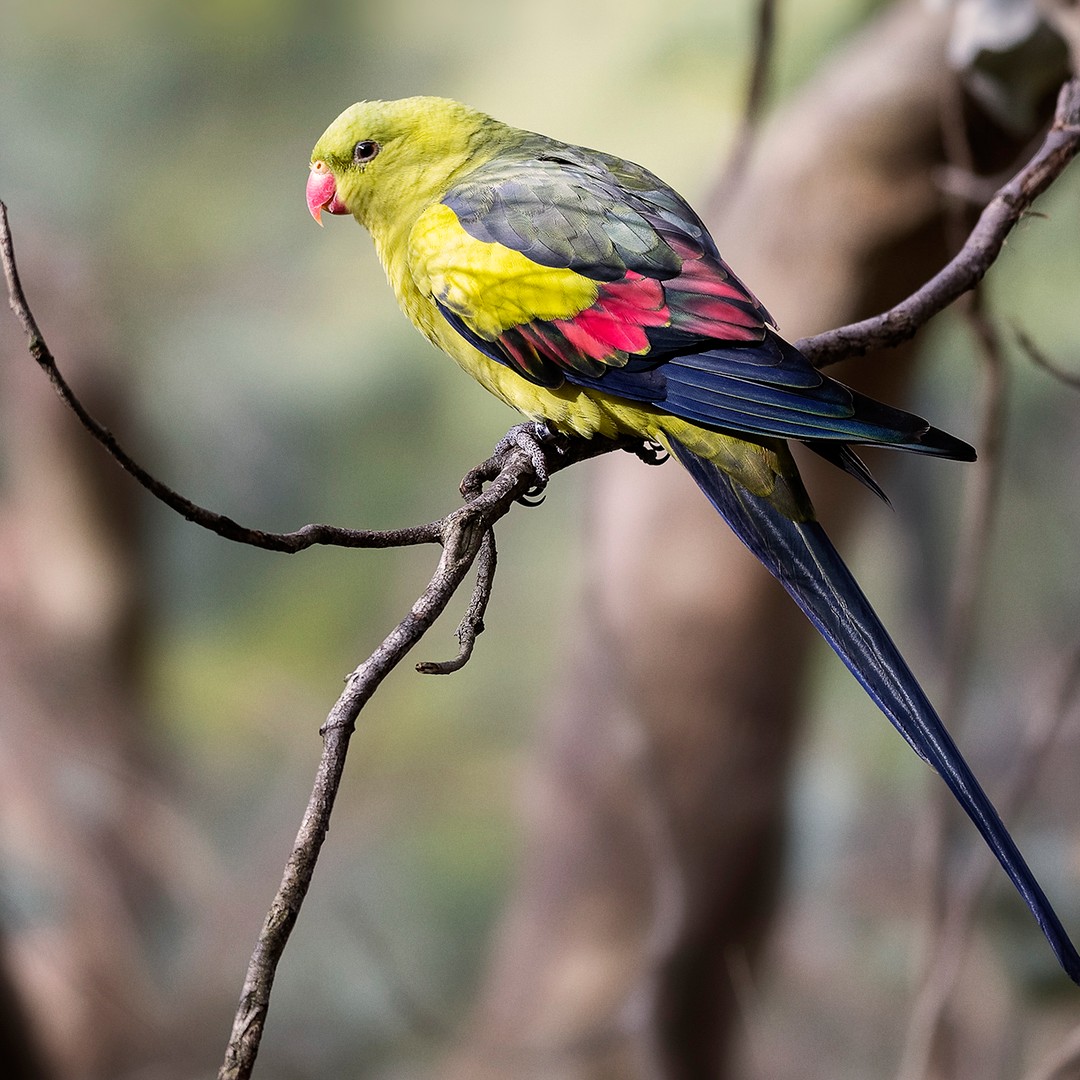 Duxton Vineyards Is Growing More Than Grapes – It’s Growing Hope for an Endangered Aussie Parrot