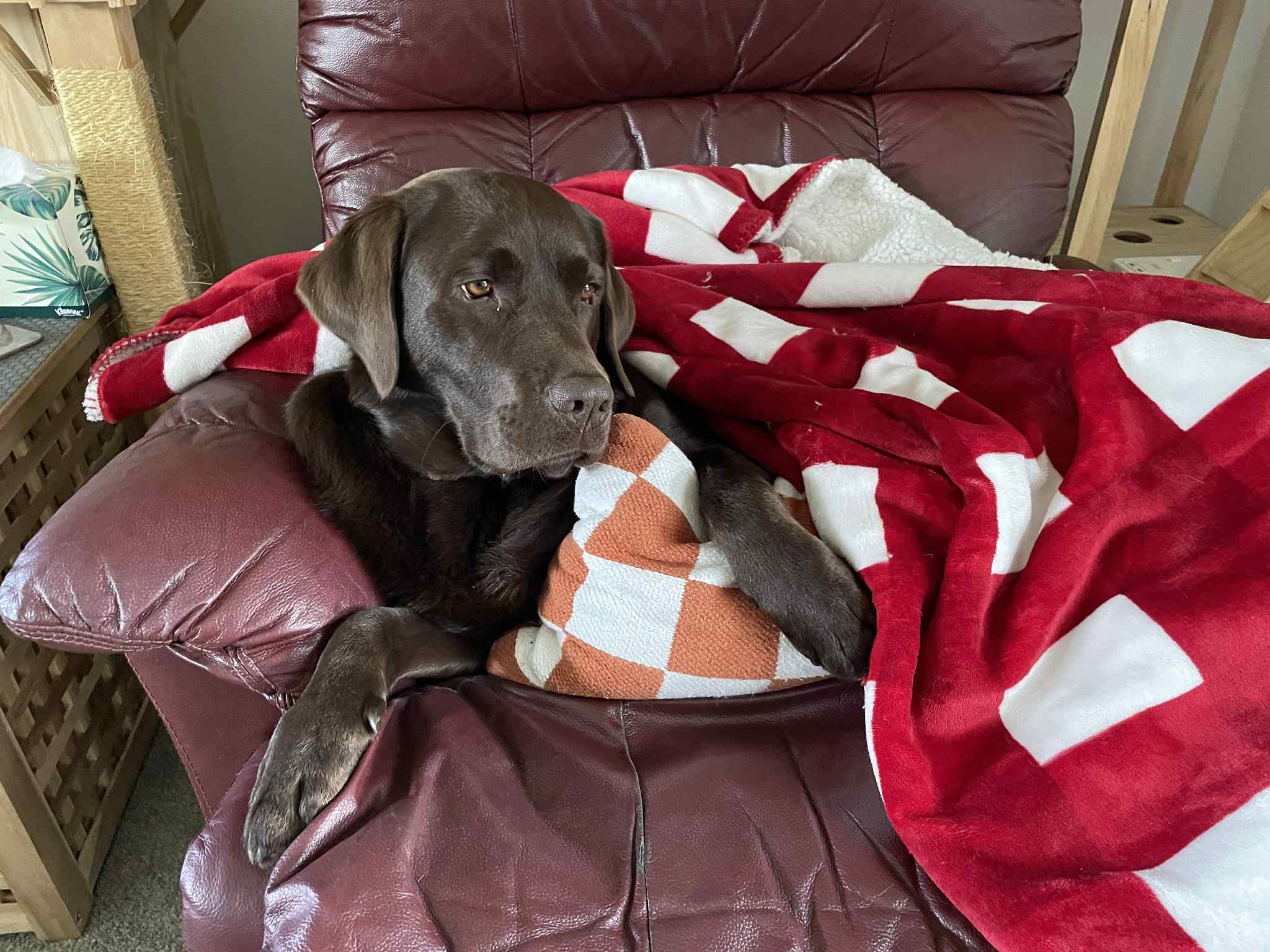 Warning for pet owners after dog poisoned by rabbit bait