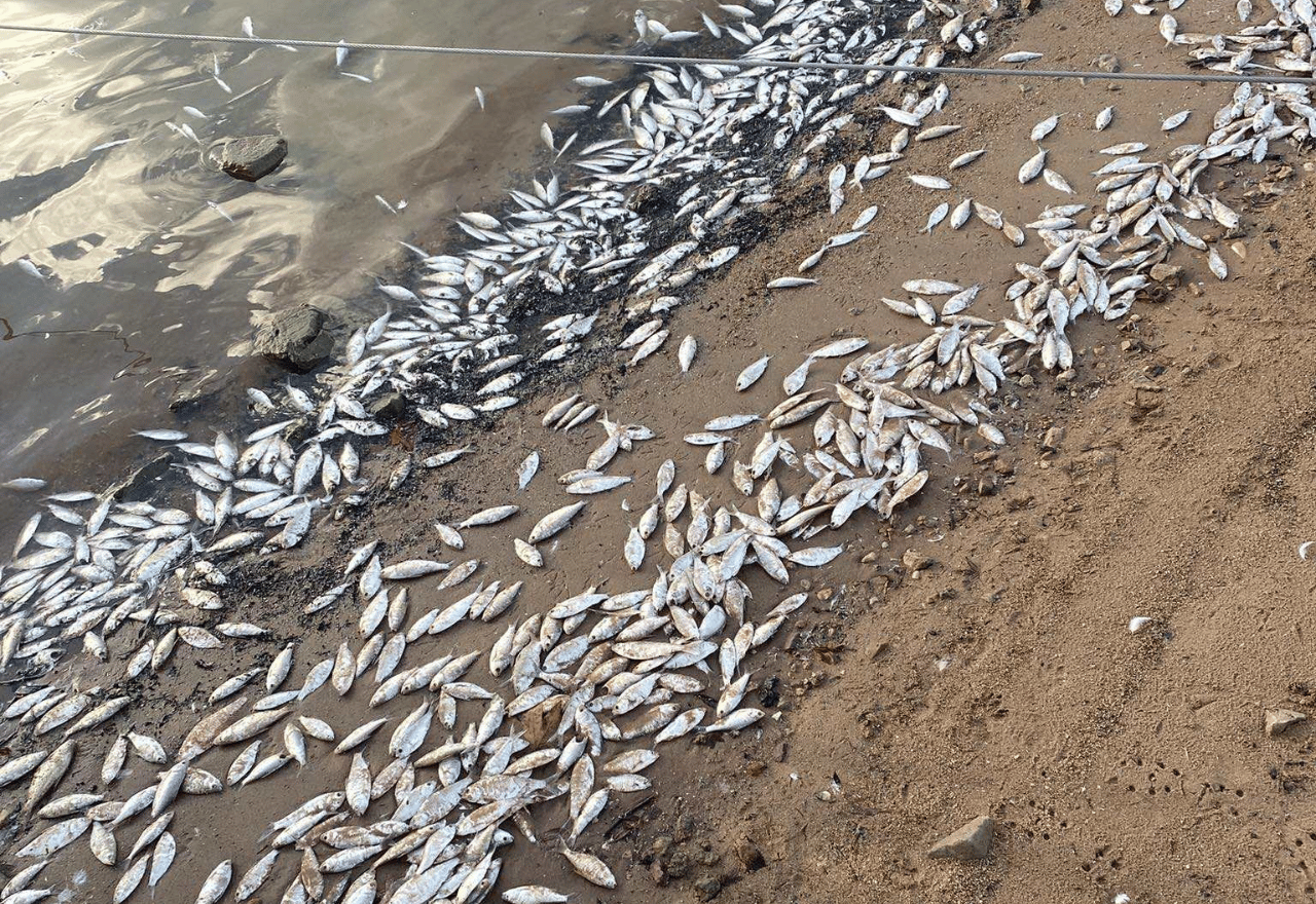Cold water 'die off' blamed for Lake Cargelligo fish deaths