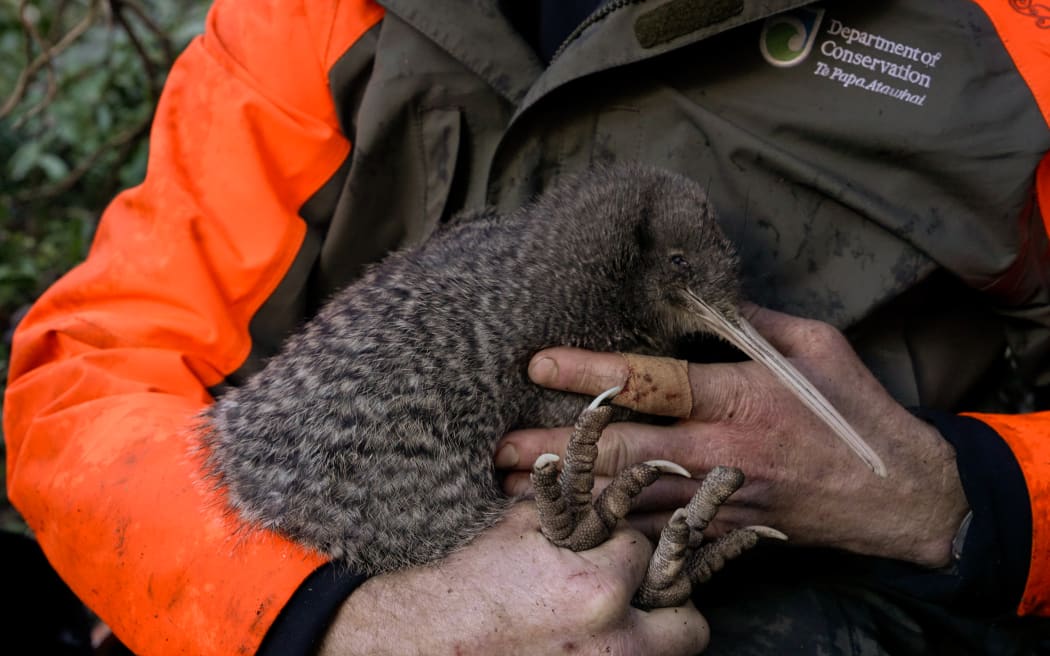 Little spotted kiwi found on New Zealand's mainland for first time in 50 years