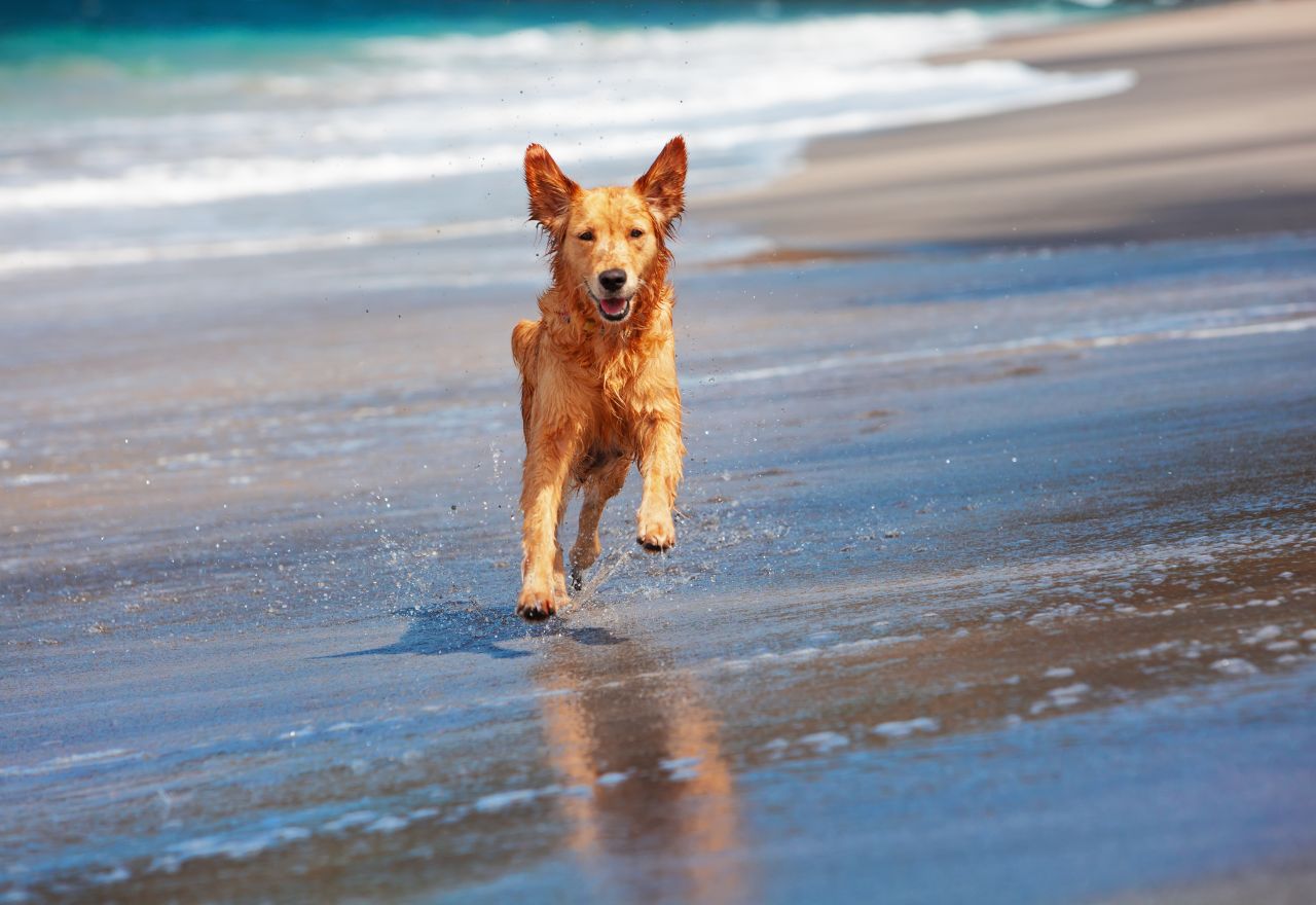 Council Pushes for Tougher Dog Laws