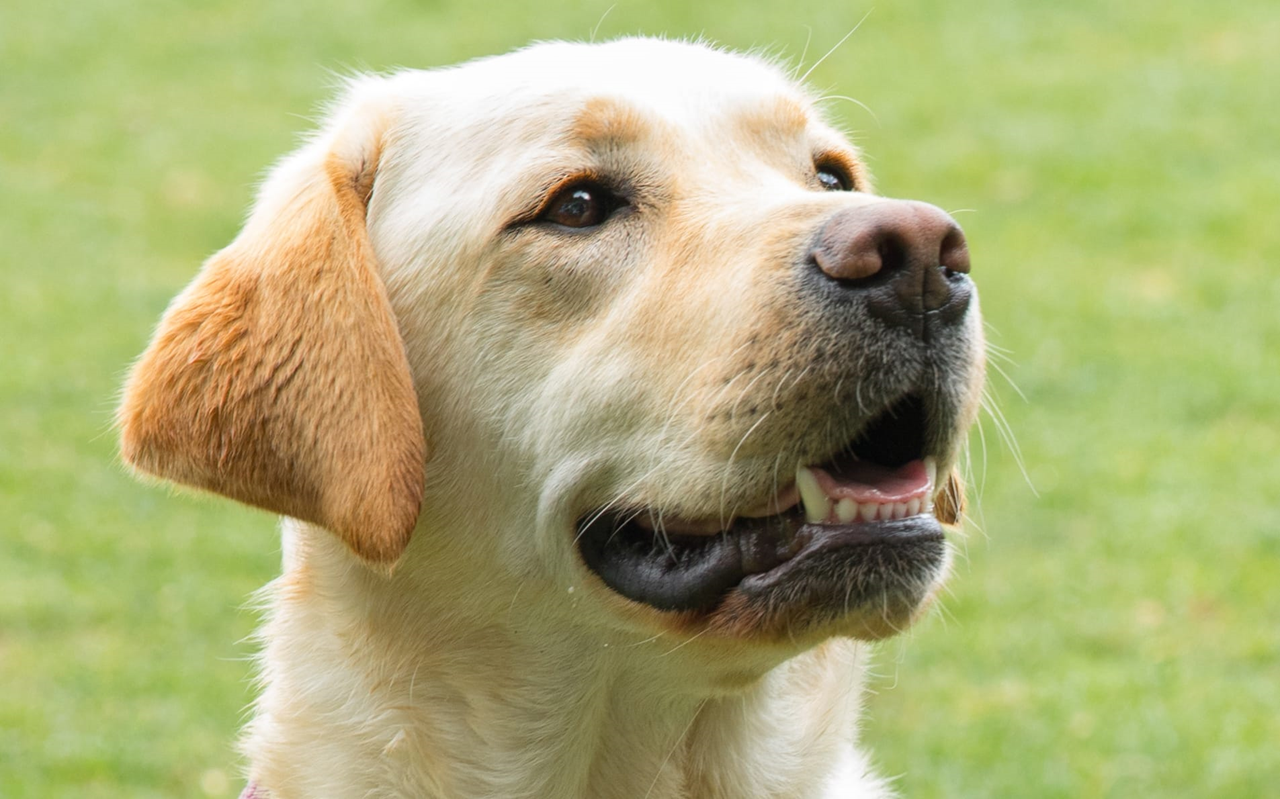 More dogs going unregistered in Invercargill