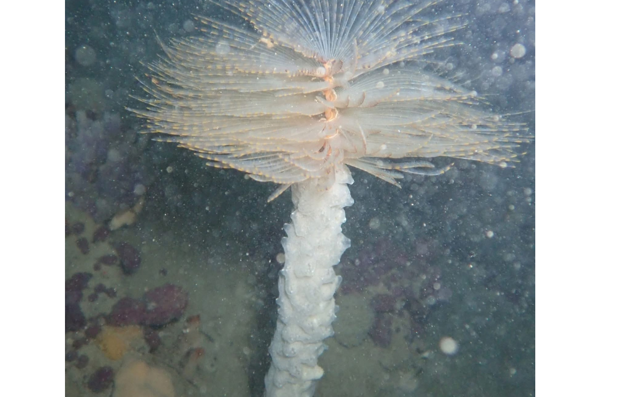 Possible marine pest found in Bluff Harbour