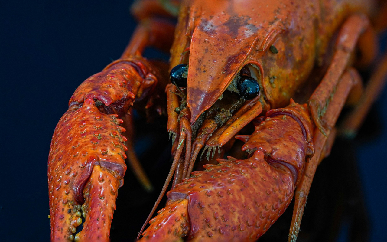 Queenstown hotel in hot water for selling illegal crayfish