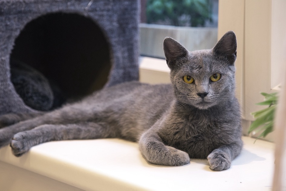 Free cat desexing for Yank residents