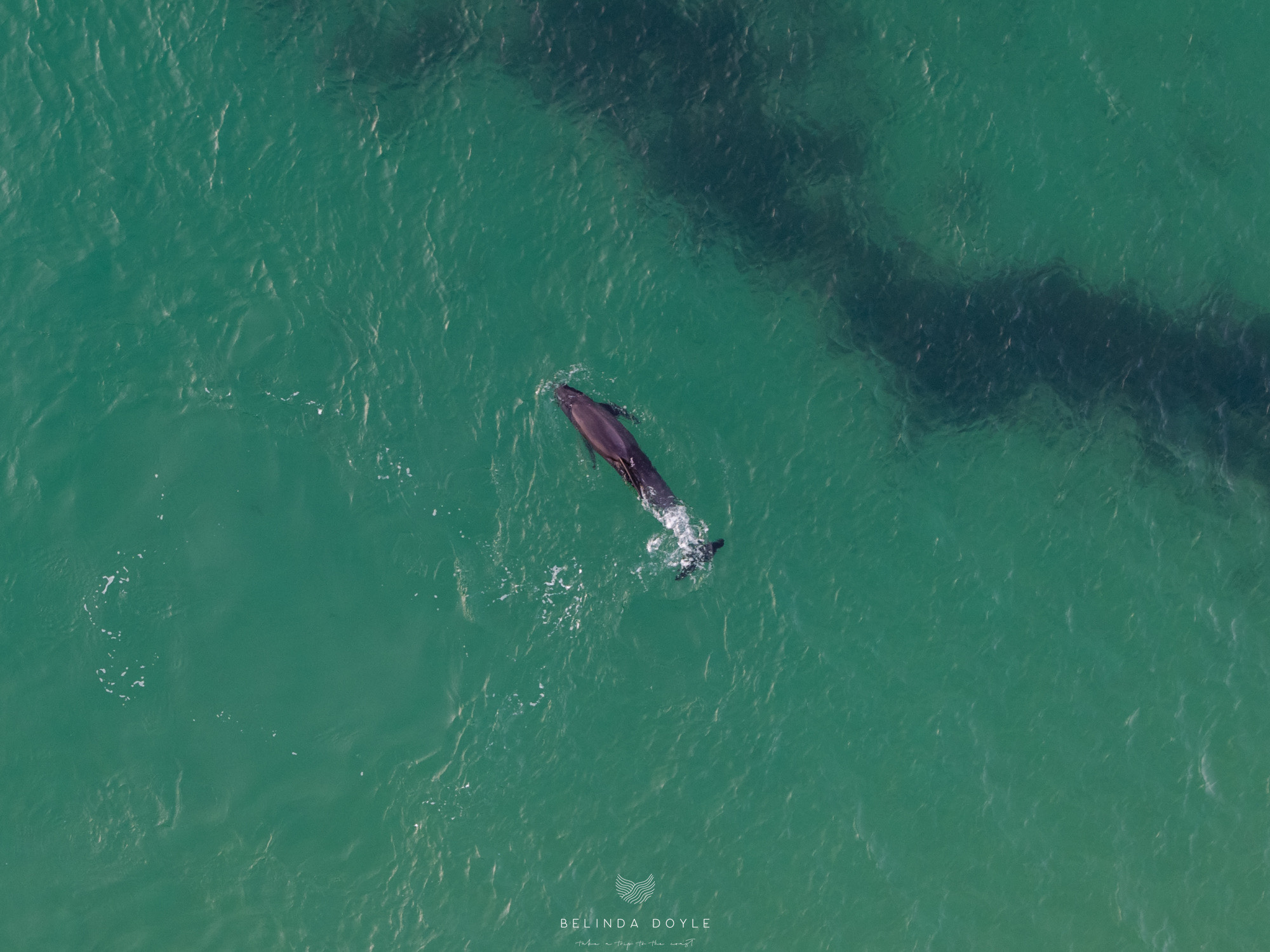 Kiama photographer's quick thinking for stranded whale