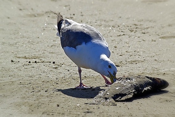 State boost for algal bloom support 