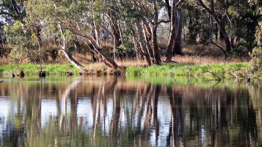 Grants for native vegetation restoration 
