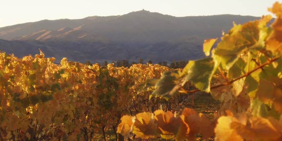 Australians flock to Central Otago after successful campaign