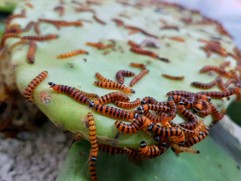 Nature's workforce: Balranald Shire Council discovers living history in pest control efforts