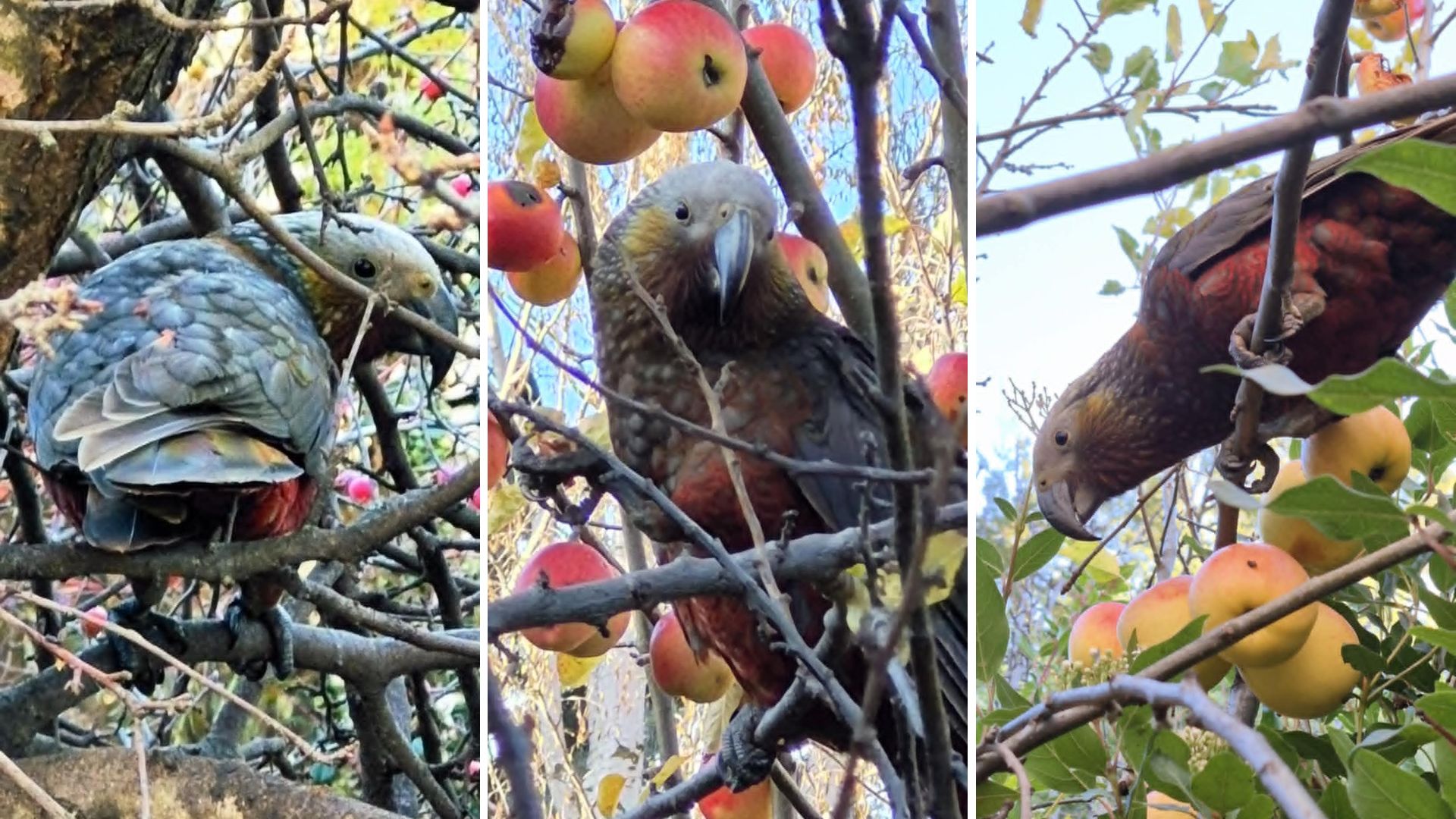 Cheeky kākā charms Bannockburn local