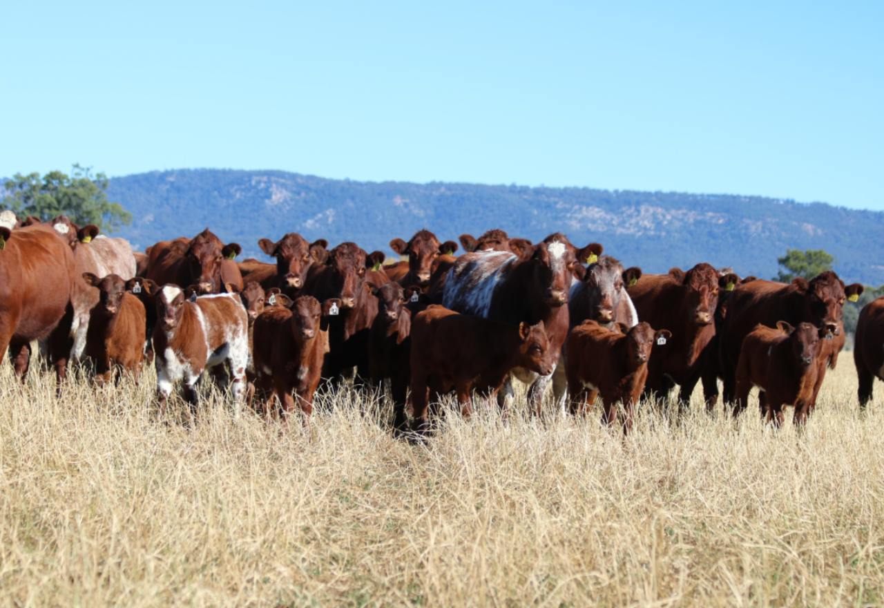 2025 Beef Gross margin figures show encouraging signs for farmers