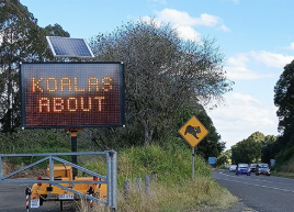 Temporary lights on Hinterland Way to help drivers see koalas on road