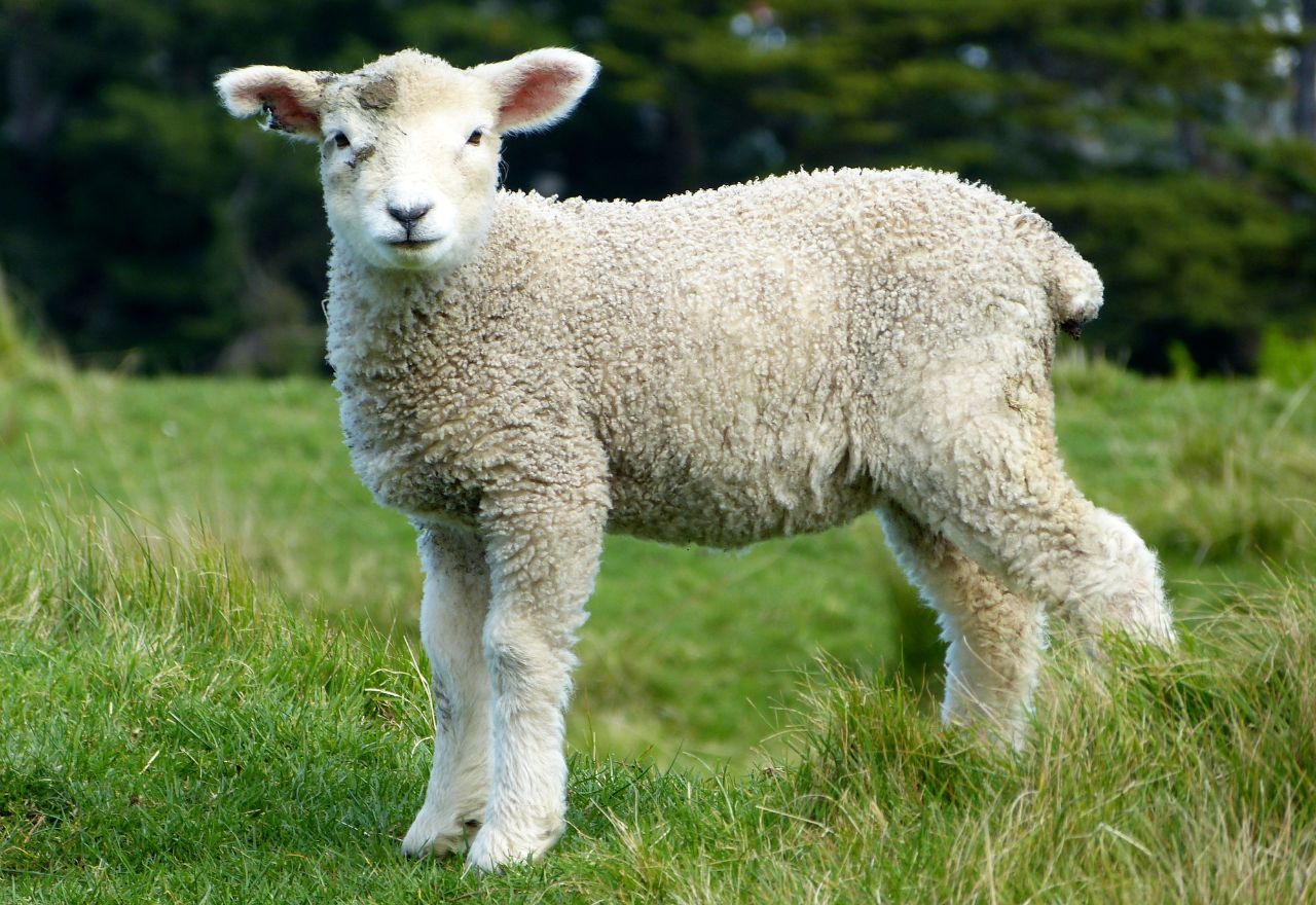 Applications Open for Farm Adviser Scholarships