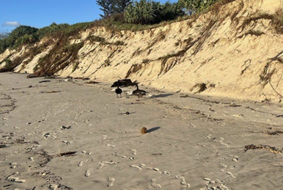 Predicted big seas this weekend could further erode beaches