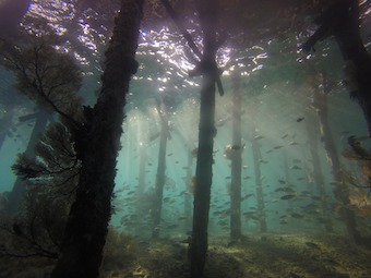 Funding for rec fishers and supporting fish stocks