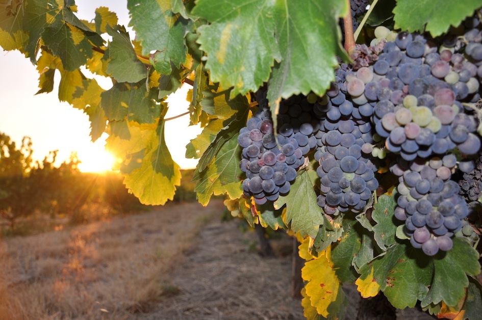 SA wine reigns supreme
