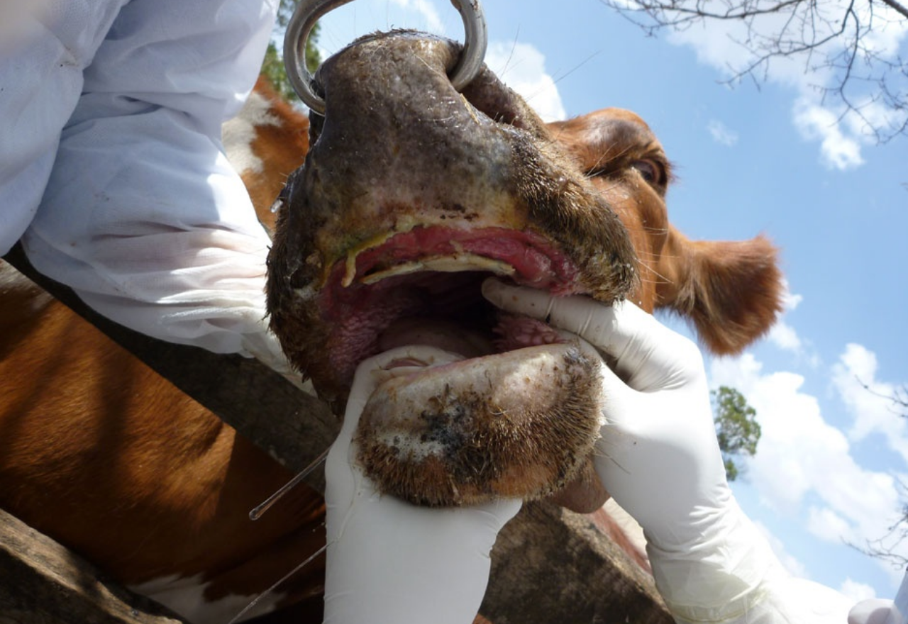 NSW Govt delivers world-first foot and mouth vaccine   